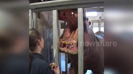 Zookeeper shows how a hippo opens wide for his tusks to be filed