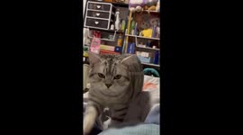 Cat shocked by static electricity while trying to kiss owner in Jiangsu, China