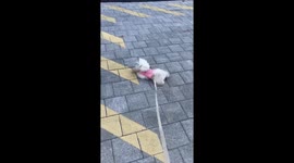 Playful dog crawls on the street in Seoul, South Korea