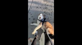 Husky throws tantrum for beef jerky in Burbank, California, USA