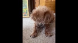 Dog excitedly plays with bug in Minnesota, USA