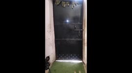 Clever cat jumps to unlock door for owner in Delhi, India