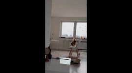 Dog's risky jump from chair to table nearly falls short in Kyiv, Ukraine