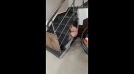 Toddler outsmarts barrier to climb stairs in Hyderabad, India