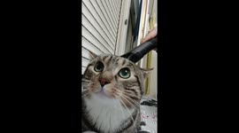 Cat enjoys head massage from vacuum in Reims, France