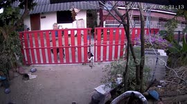 Dog struggles to pass through gate in Nakhon Ratchasima, Thailand