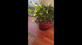 Sugar glider found hiding inside potted plant in Melbourne, Australia