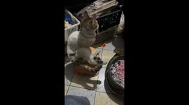 Cat startled by brazier while trying to get warm in Sichuan, China