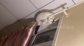 Cat loses balance and falls from curtain rod in Beijing, China