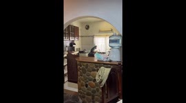 Cat watches through window as if being nosey