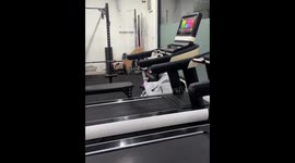 Cat cleverly operates treadmill and walks on it in Shanghai, China