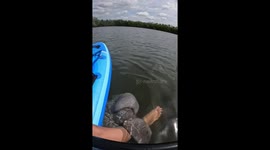 Manatee clings to woman’s leg while boating in Tampa, Florida, USA