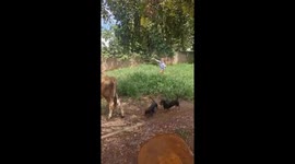 Child successfully lassos a calf and holds on in Glória d'Oeste, Mato Grosso, Brazil