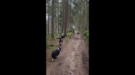 Well-trained dogs perfectly pose for a group photo in Bavaria, Germany