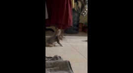 Kitten's paw gets stuck on cloth while another plays in Sidoarjo