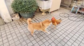 Rooster attacks dog, making it retreat with whining noises