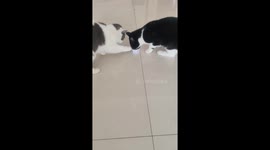 Two cats take turns eating from a can in Sichuan, China