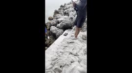 Person falls into water near shark in Marathon, Florida