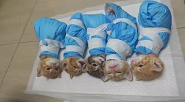 Kittens meow while wrapped in cloth in Zhejiang, China