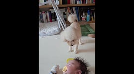 Dog tries to play fetch with baby in Wonju-si, South Korea