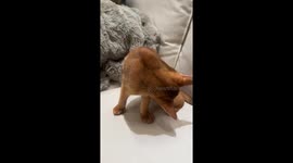 Cat freezes after hair clip is placed on its neck in Guangdong, China