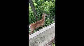 Deer chases person during run in Romeoville, Illinois