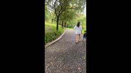 Playful puppy chases ducks near lake in São Paulo, Brazil