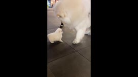 Adult dog gently interacts with puppy in Zhejiang, China