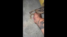 Friend falls while trying to escape after prank with frog in Brazil