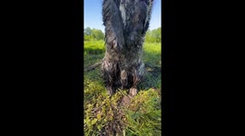 Dog covered in muddy water in Copenhagen, Denmark
