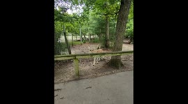 Child joins person in feeding deer at the Wisconsin Deer Park