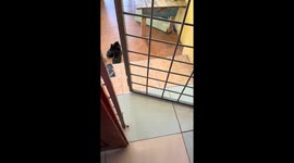 Cat’s unusual meow leaves owner in laughter in Tawau, Malaysia