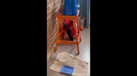 Dog goes into a sack and comes out dirty in Argentina