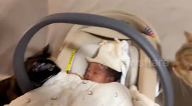 Cat keeps watch over baby in Sichuan, China