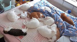 Sleeping cat kicks another cat while dreaming in Chongqing, China