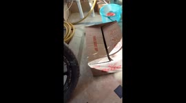 Cat hides in a box and playfully slaps owner in Karachi