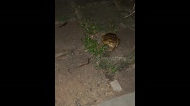 Frog vs. snake: Brazilian amphibian stuns onlookers with unlikely meal
