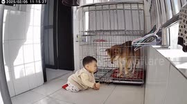 Child enters dog cage in Shandong