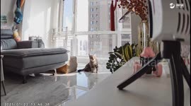 Cat reacts to owner's voice through surveillance camera in Liaoning, China