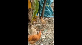 Chicken repeatedly pecks puppy in unexpected attack in Fujian, China