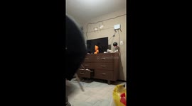 Group panics while trying to catch rat in León, Guanajuato, Mexico