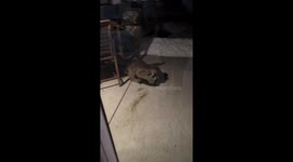 Young mountain lion attacks skunk in Horseshoe Bend, Idaho