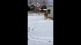 Mitsuo the cow comes running in the snow