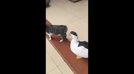 Cat and duck fight in Guangxi, China