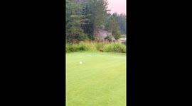 Animal urinates on golf ball in Ontario, Canada