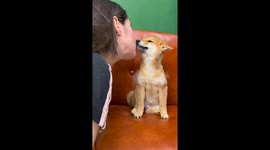 Shiba Inu puppy smiles after receiving a kiss in Dnipro, Ukraine