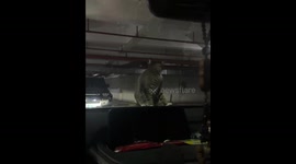 Cat gets startled mid-lick, forgets to put tongue back