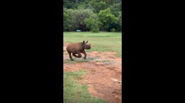 Baby rhino joyfully leaps outdoors in Barberton, South Africa