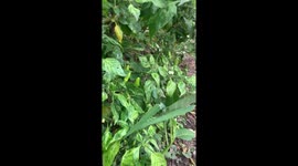 Cat surprises owner while hiding behind a plant in Subang, Indonesia