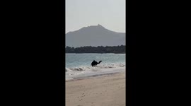 Camel plays in the ocean near the shore in Salalah, Oman